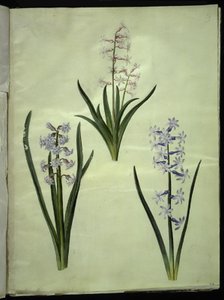Jacinto Oriental (Jacinto Almindelig) de Hans Simon Holtzbecker