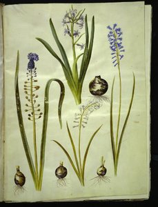 jacinto oriental (almindelig hyacint); Muscari comosum (duskyacint); Brimeura amethystina (azul pireneus) de Hans Simon Holtzbecker