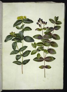 Hypericum androsaemum (erva de São João) de Hans Simon Holtzbecker