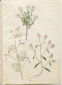 Iberis sempervirens (travesseiro de neve); Coriandrum sativum (coentro comum); Iberis amara (flor amarga do arco) de Hans Simon Holtzbecker