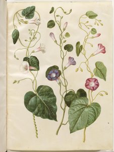 Ipomoea purpurea (purpur-pragtsnerle) de Hans Simon Holtzbecker