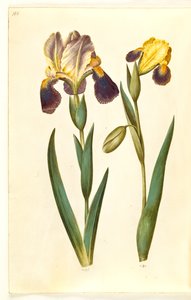 Iris ×germanica ou Iris ×sambucina (íris de jardim ou íris de prateleira); Iris variegata (íris variegada) de Hans Simon Holtzbecker