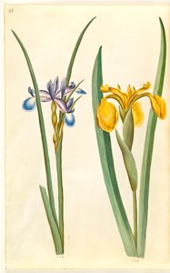 grama de íris (gæsbladet iris); Iris pseudocorus de Hans Simon Holtzbecker