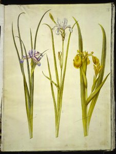 grama de íris (gæsbladet iris); íris siberiana (íris de sibirisco); Iris pseudocorus de Hans Simon Holtzbecker