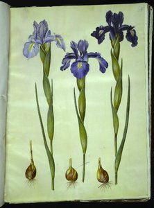Iris latifolia (Iris inglesa) de Hans Simon Holtzbecker