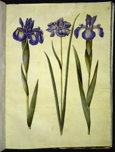 Iris latifolia (Iris inglesa); Iris sibirica (íris siberiana) de Hans Simon Holtzbecker