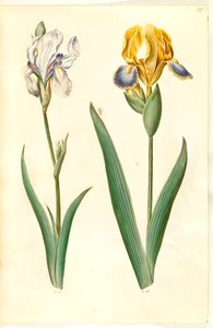 íris pálida (íris bleg); íris variegada (broget íris) de Hans Simon Holtzbecker