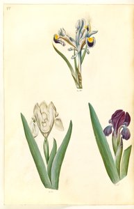Iris persica (íris persa); Iris lutescens ou Iris pumila (?) (íris anã ou íris baixa) de Hans Simon Holtzbecker