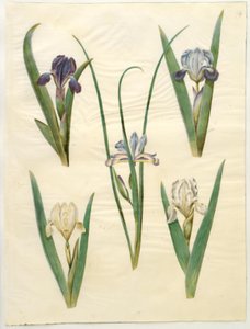 Iris pumila (íris baixa) ou Iris lutescens (íris anã); Iris graminea (íris de folha de grama) de Hans Simon Holtzbecker
