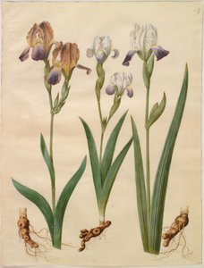 Íris ×sambucina (íris de prateleira); Iris ×amoena (híbrido de íris) de Hans Simon Holtzbecker