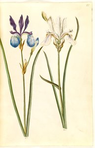 Iris sibirica (íris sibirisco) de Hans Simon Holtzbecker