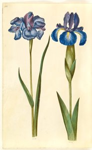 Iris sibirica (íris siberiana); Iris latifolia (Iris inglesa)