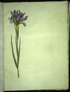 Iris xiphium (íris espanhola) de Hans Simon Holtzbecker