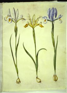 Iris xiphium (íris espanhola) ou Iris latifolia (íris inglesa); Iris xiphium (íris espanhola) de Hans Simon Holtzbecker