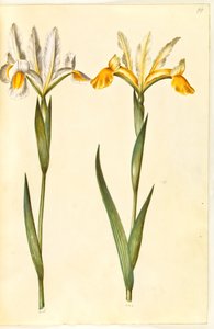 Iris xiphium, possivelmente Iris latifolia (?) (Íris espanhola ou íris inglesa) de Hans Simon Holtzbecker