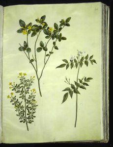 Jasminum odoratissimus (estu-jasmim); Jasmim arbusto (busk-jasmin); Jasminum grandiflorum (duft-jasmin) de Hans Simon Holtzbecker