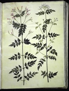 Jasminum officinale (Jasmim) de Hans Simon Holtzbecker