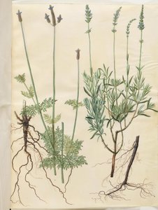 Lavandula multifida (lavanda espiga); Lavandula angustifolia (lavanda verdadeira) de Hans Simon Holtzbecker