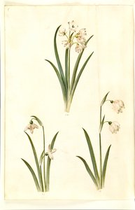 Leucojum aestivum (ameixa de verão); Galanthus nivalis (gota-de-neve comum); Leucojum vernum (lírio Dorotea) de Hans Simon Holtzbecker