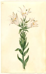 lírio branco (madonna-lilje) de Hans Simon Holtzbecker