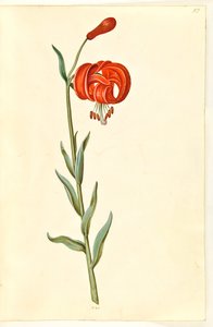 Lírio de calcedônia (rød turbanlilje) de Hans Simon Holtzbecker