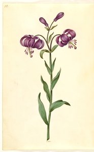 Lilium martagon (lírio de grinalda) de Hans Simon Holtzbecker