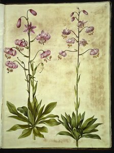 Lilium martagon (lírio de grinalda) de Hans Simon Holtzbecker