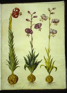 Lírio pompônio (pompon-lilje); Lírio Martagon (krans-lilje) de Hans Simon Holtzbecker