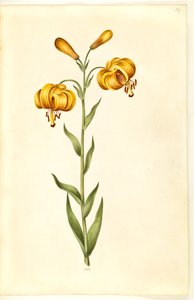 Lilium pyrenaicum (lírio dos Pirenéus) de Hans Simon Holtzbecker