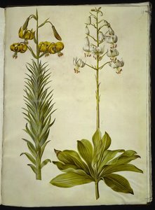 Lilium pyrenaicum (lírio dos Pirenéus); Lilium martagon (lírio de grinalda) de Hans Simon Holtzbecker