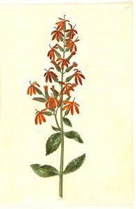Lobelia cardinalis (lobelia cardinal)