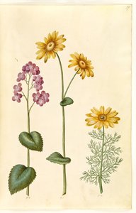 Anuários lunares (judaspenge); Doronicum pardalianches (hjertebladet gemserod); Vernal Adonis (vår-adonis) de Hans Simon Holtzbecker