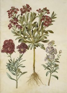 Matthiola incana (vinter-levkøj) de Hans Simon Holtzbecker