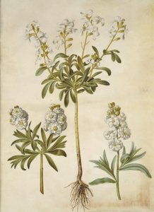 Matthiola incana (vinter-levkøj) de Hans Simon Holtzbecker