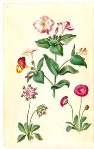 Mirabilis jalapa (flor milagrosa); Bellis perennis (margarida comum) de Hans Simon Holtzbecker