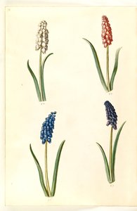 Muscari botryoides (jacinto pérola comum) de Hans Simon Holtzbecker