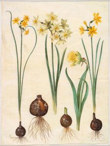 Narciso jonquilla (rush-narciso); Narcissus tazetta aureus (tazet de ouro); Narciso pseudonarciso bicolor (narciso de duas cores)
