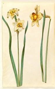Narciso ×mediluteus (toblomstret narciso); Narciso × incomparável (ter-narcisista) de Hans Simon Holtzbecker