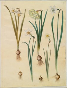 Narciso ×mediluteus (toblomstret narciso); Narciso pseudonarciso; Narciso (narciso); Narciso poético (pinselilje); Narciso × mais fino de Hans Simon Holtzbecker
