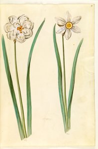 narciso poético (pinselilje) de Hans Simon Holtzbecker