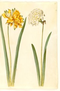 Narciso pseudonarciso (narciso) de Hans Simon Holtzbecker