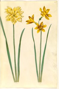 Narciso pseudonarciso (narciso); Narciso tazetta aureus (tazet de ouro) de Hans Simon Holtzbecker