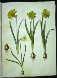 Narciso pseudonarciso; Narciso? ×incomparável (ter-narcisista) de Hans Simon Holtzbecker