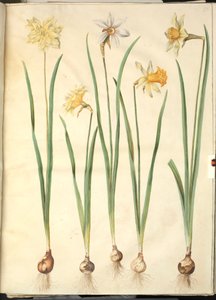 Narciso pseudonarciso; Narciso poético (pinselilje); Narciso × incomparável (ter-narcisista) de Hans Simon Holtzbecker