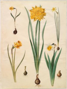 Narciso pseudonarciso menor; Narciso pseudonarciso (narciso); Narciso × tenuor; Narciso bulbocodium (narciso crinolina); Narciso pseudonarciso bicolor (narciso de duas cores) de Hans Simon Holtzbecker