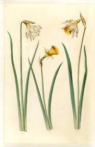 Narciso pseudonarcissus moschatus (musk-narciso); Narciso bulbocodium (crinolina-narciso); Narciso pseudonarciso (påskelilje) de Hans Simon Holtzbecker
