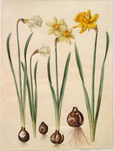 Narciso pseudonarcissus moschatus (musk-narciso); Narciso ×mediluteus (toblomstret narciso); Narciso pseudonarcissus major (stor påskelilje) de Hans Simon Holtzbecker