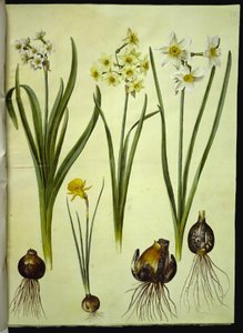 Narciso tazetta (tazet); Narciso ×medioluteus (toblomstret narcis); Narciso bulbocodium (krinolina-narcis) de Hans Simon Holtzbecker