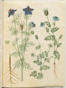 Nigella hispanica (diabo no mato); Nigella sativa (cominho preto) de Hans Simon Holtzbecker