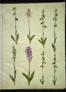 Ophrys apifera ou Ophrys sphegodes (flor da mosca da abelha ou flor da mosca precoce); "Orchis simia" (flor da fantasia); Ophrys apifera (flor da abelha); Orchis (erva cuco); Orchis militaris (Erva Cuco do Cavaleiro); Ophrys insectifera (mosca comum) de Hans Simon Holtzbecker